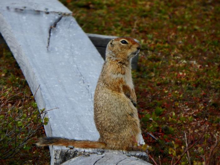 Arctic Ground Squirrel (Spermophilus parryii)
