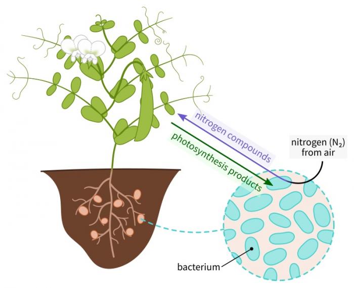 Root nodule and bacteria relationship
