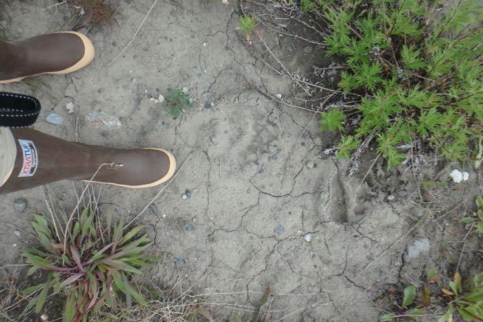 A few weeks ago a grizzly bear was observed walking around the field site