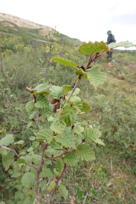 Dr. Bret-Harte's focus in this research looks at how alder shrubs impact the nitrogen cycle in this region. 