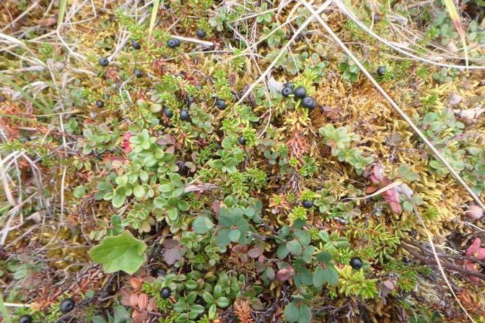 Crowberry shrubs, which can live up to 140 years, can often been seen carpeting the tundra.  The berries are small and black.  