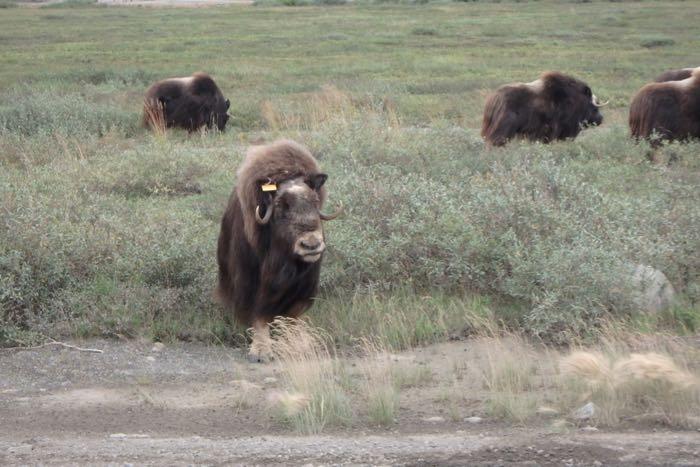 Muskox, like cows, eat grasses.  They can thank their strong muscles to tiny bacteria and roots in the ground!