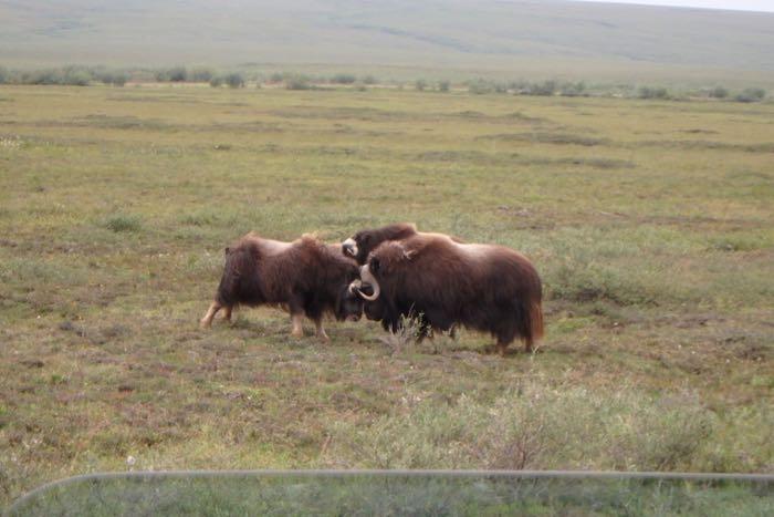 On the drive back from the harvest site we encountered a herd of muskox close to the road.  Here a juvenile playfully tests male. 