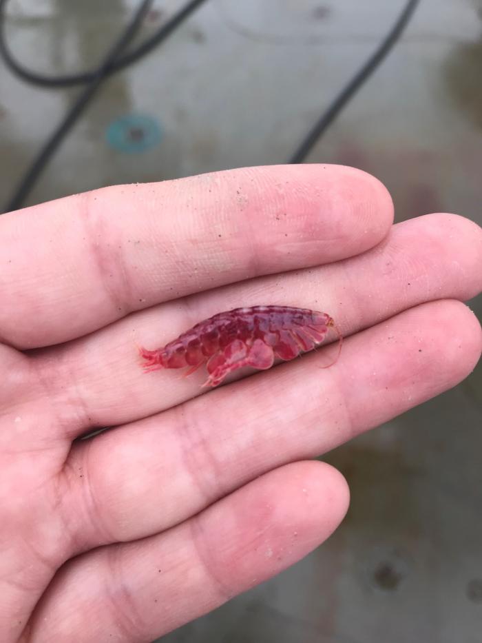 An amphipod found in a Van Veen grab.