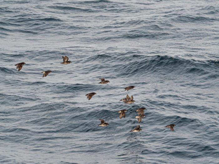 A group of Least Auklets flies beside the Healy. (Photo courtesy of Lindsey Leigh Graham)