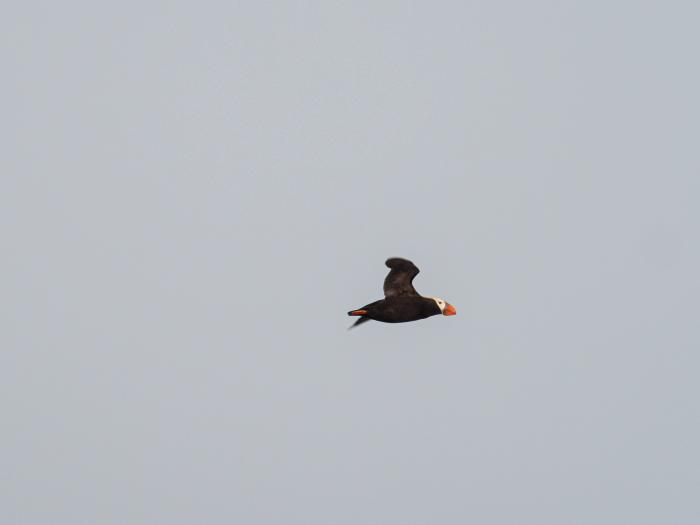 The Tufted Puffin in flight. (Photo courtesy of Lindsey Leigh Graham)