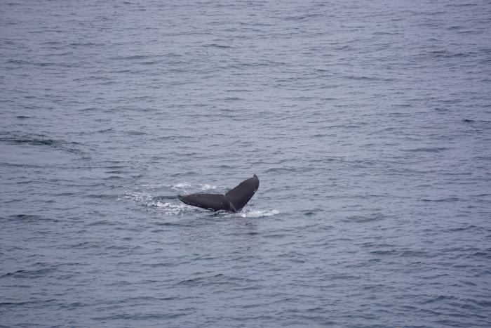 Humpback Whale fluke from the bridge of the Healy.