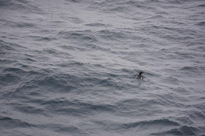 The common murre on the water next to the Healy.