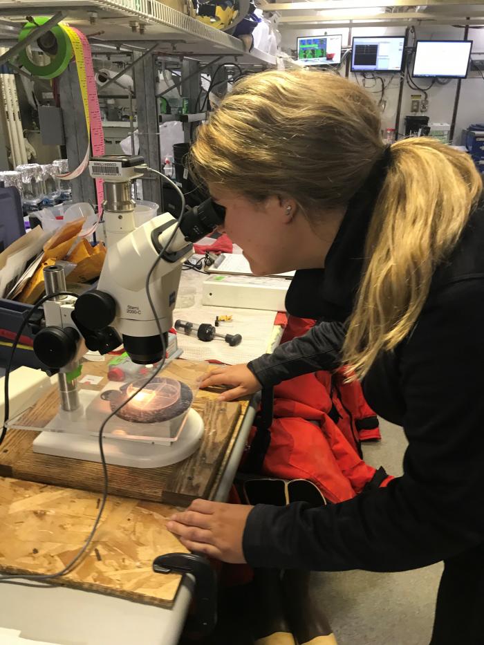Piper Bartlett-Browne observing fish larvae and krill from the bongo nets.