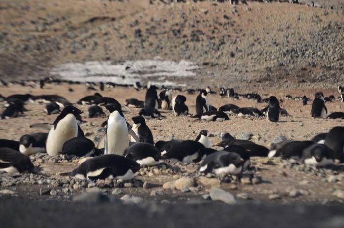 Adélie penguins lie down on their nests and protect their nests at Cape Bird, Antarctica.
