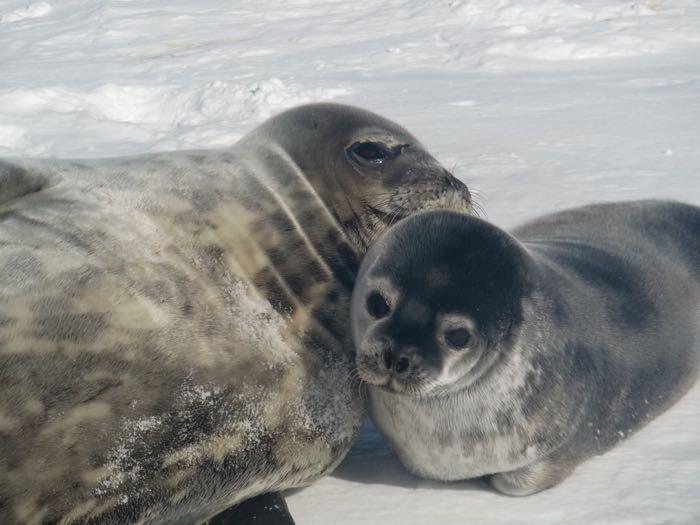 A Weddell seal and pup out on the sea ice near McMurdo Station, Antarctica.