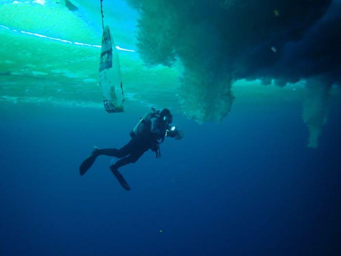 B-207 Diver Amanda Frazier collecting juvenille fish around the brinacles.