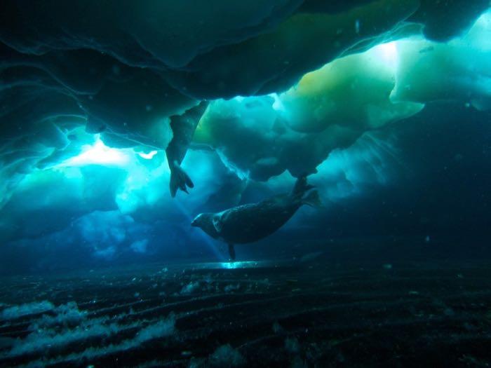 Weddell Seals Under Sea Ice by Rob Robbins and Steve Rupp