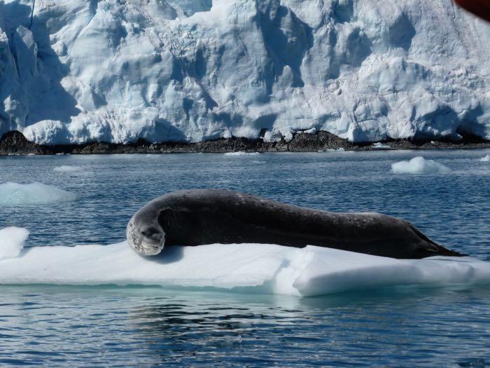 leopard seal on an iceberg