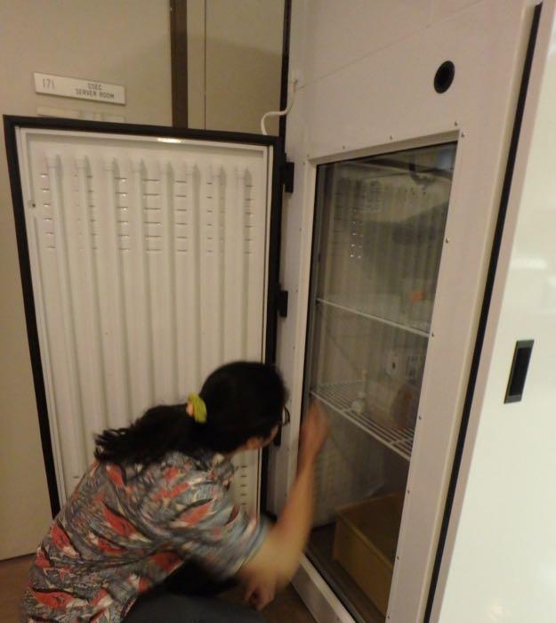 A scientist looks in what looks like the side of a refrigerator. This is an incubator.