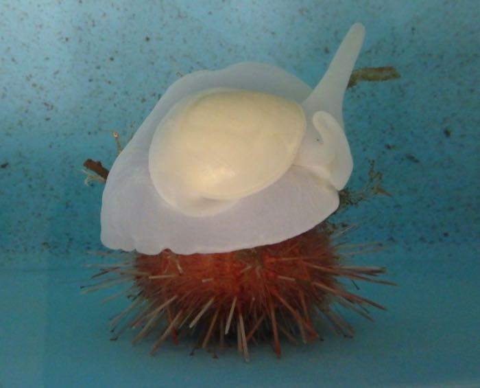 Sea urchin with a snail on top of it