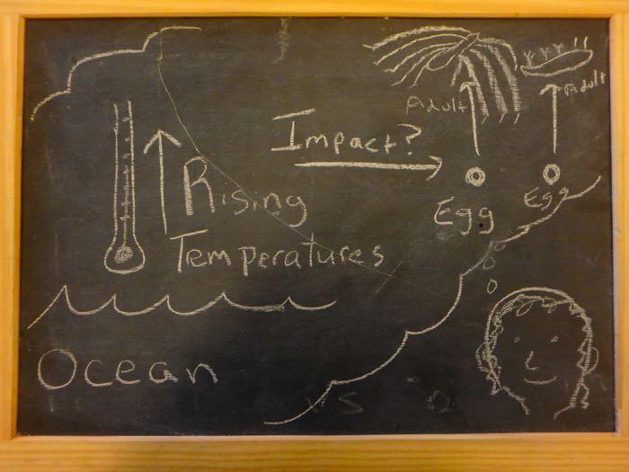 Chalkboard with drawing of ocean temperatures rising and impact on sea spiders and nudibranchs.