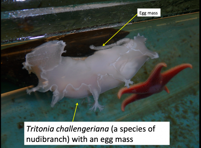 Nudibranch with egg mass and sea star 