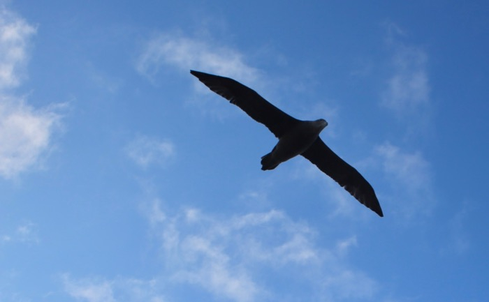 Albatross in flight