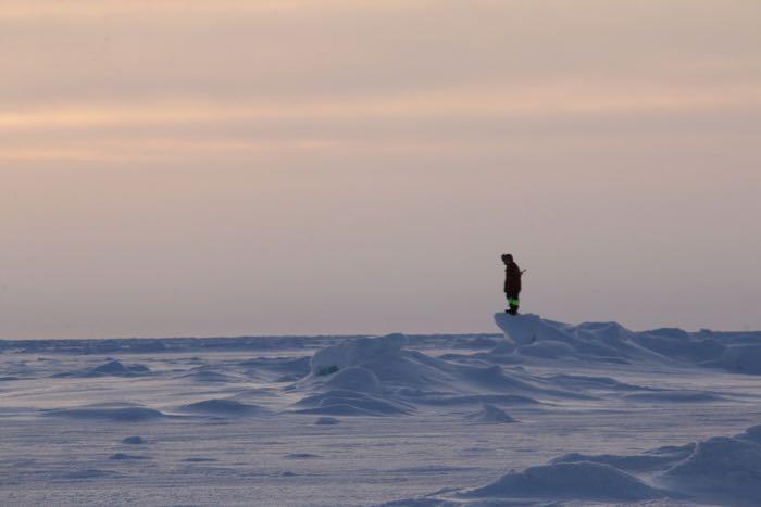 Polar bear guard on sea ice