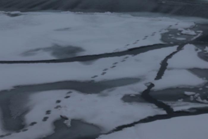 Polar bear tracks across sea ice