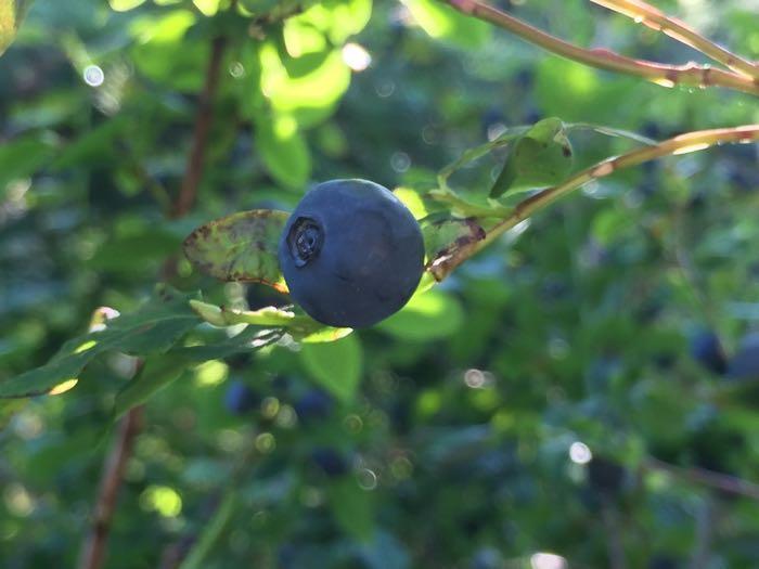 Close up of a ripe blueberry