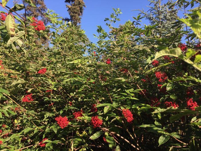 Red elderberry shrub with ripe berries