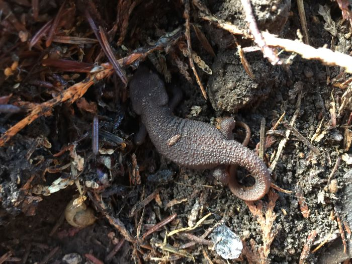 Salamander crawls along the ground