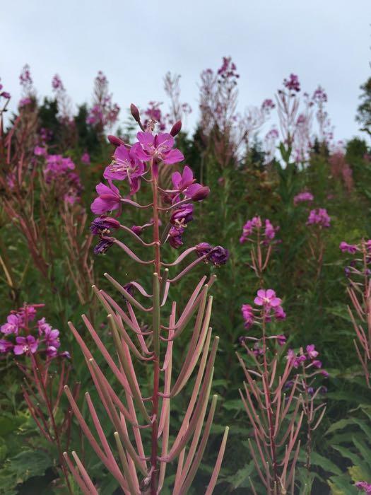 A field of pink fireweed