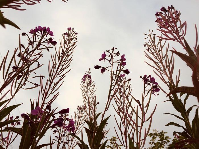 Fireweed stalks with blossoms and seed pods