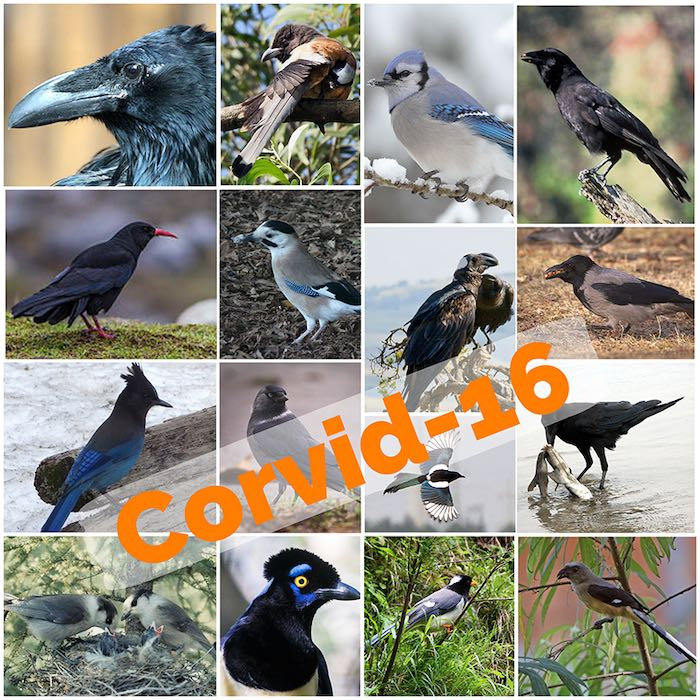 16 corvid bird species