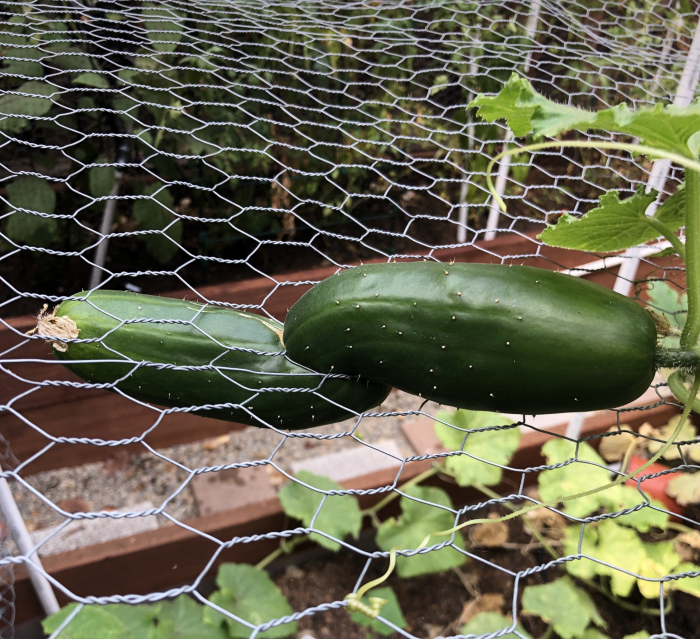 Cucumber garden