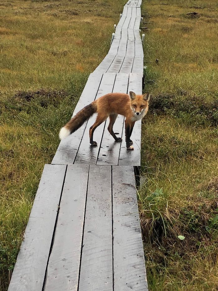 Red fox on boardwalk