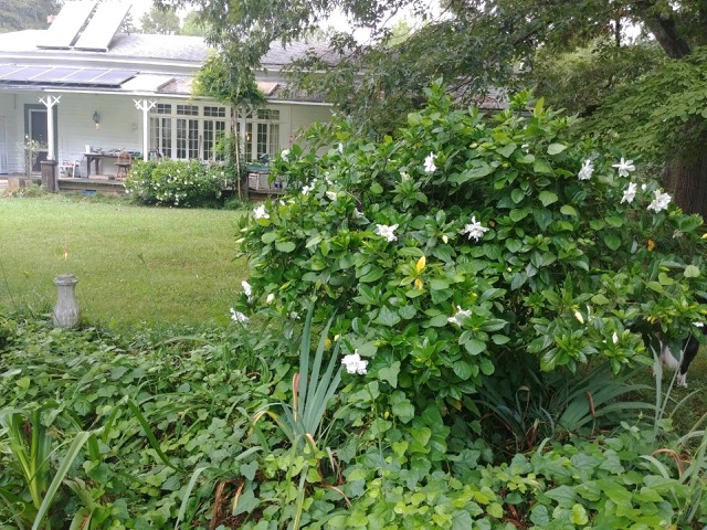 A gardenia bush with white flowers stands in front of a white house. 