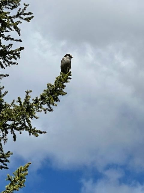 A bird on the limb of an evergreen tree. 