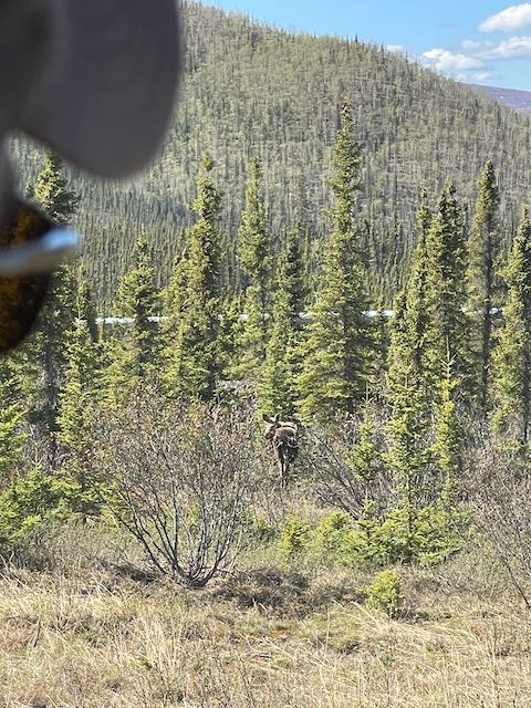 A moose in a field of trees. 