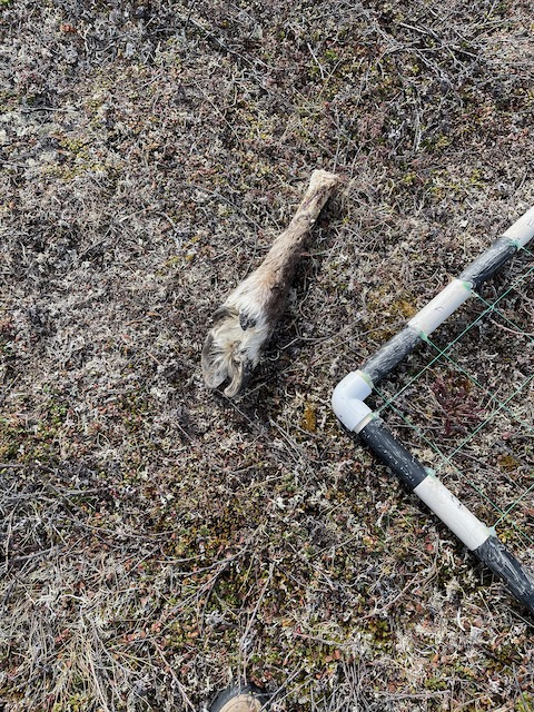 A caribou foot on the field next to a frame. 