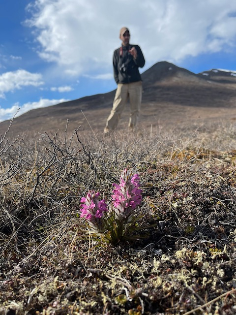 Jeremy stands in the background behind a flowering Pedicularis. 