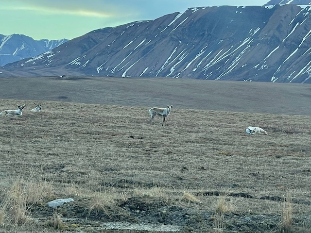 A caribou stands in a field.