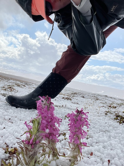 Liza stands behind pedicularis in a field of hail. 