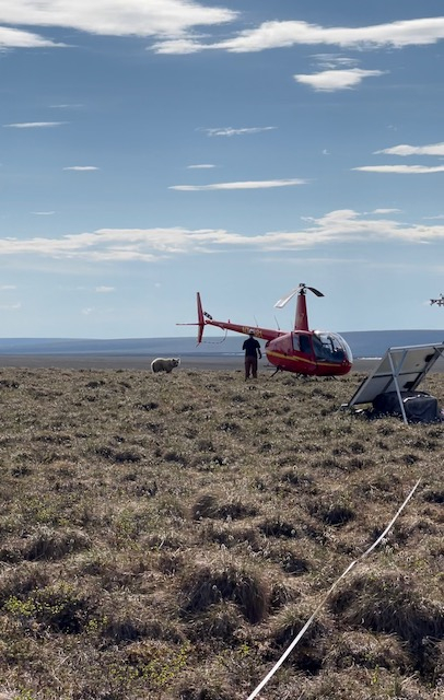 A bear stands near a helicopter with a man next to it. 