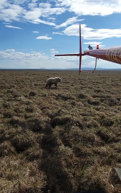 A bear stands on an open landscape. 
