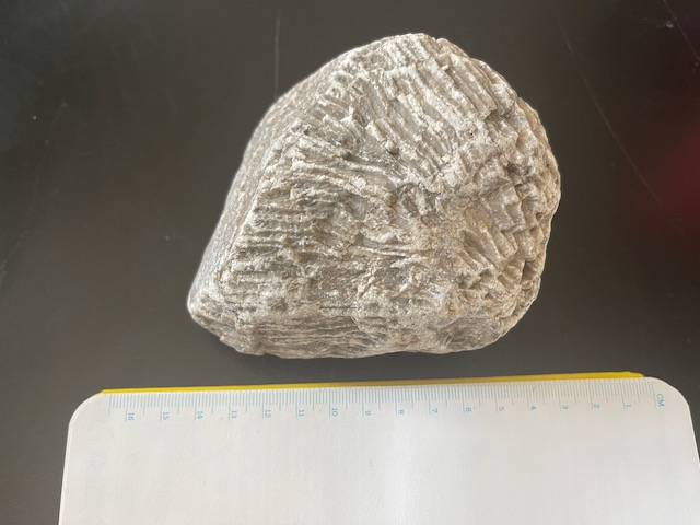 A fossilized coral sits against a black background. 