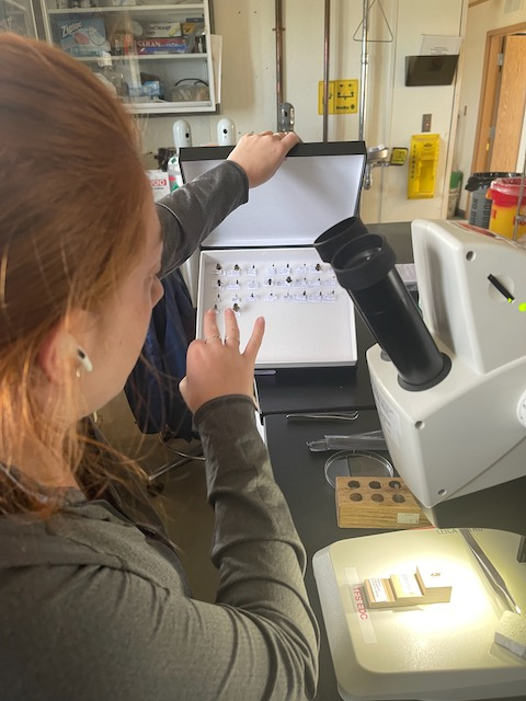 Caroline sits in front of a microscope with an open box of pinned insects. 