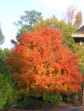 An image of a Maple tree with orange leaves surrounded by other trees with green leaves.