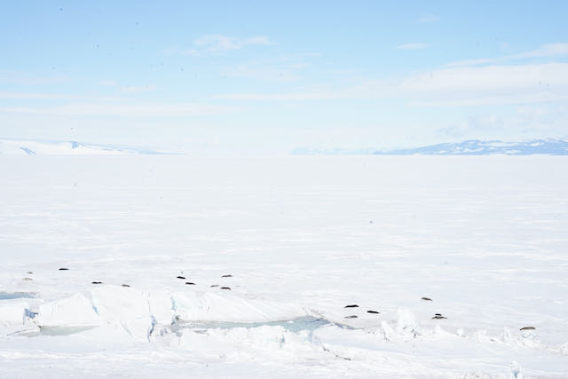 Weddell seals lying out on the ice