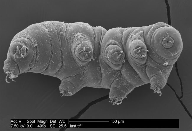 A tardigrade strikes a pose for the microscope. Image: © Byron Adams