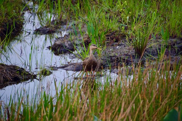 A mallard duck surveys her surroundings.
