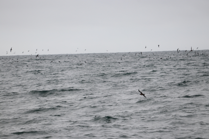 flock of short-tailed shearwaters