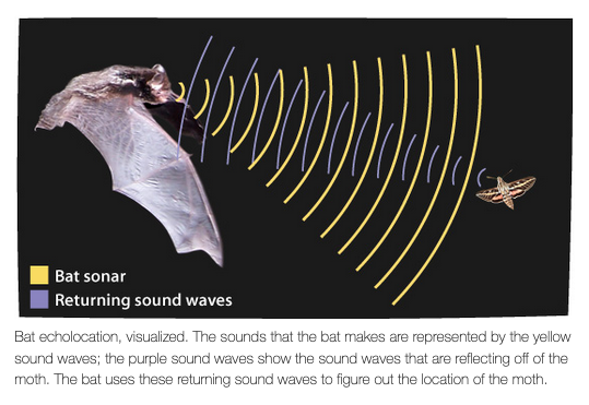 The process of echolocation in bats (image from the Arizona State University &amp;quot;Ask a Biologist&amp;quot; website)